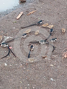 Bird life in Afar, Gulina, Kelwan town