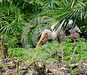 Bird in the daily life