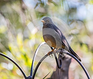 Bird life Highveld region South Africa