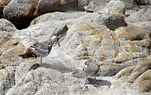 Bird life at Monterrey Bay area.