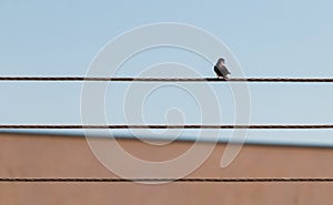 Bird on light wire photo