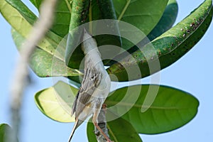 The bird is like an adventurer, sticking its head into the curly leaf!