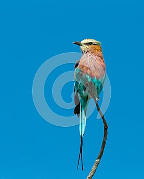 Bird Lilac-brested roller, africa safari and wildlife