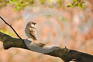 Bird on Limb