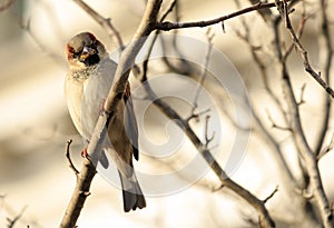 Bird on a Limb