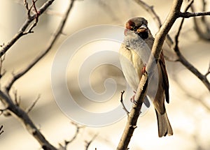 Bird on a Limb