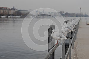 Bird line on the pier photo