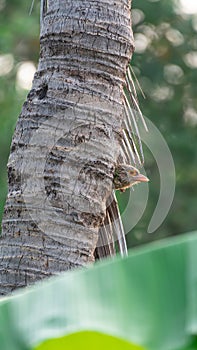 Bird (Lineated Barbet) on tree in a nature wild