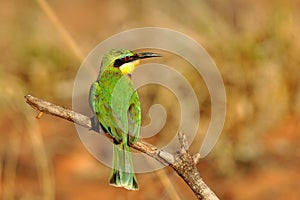 Bird little bee-eater