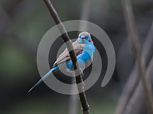 Bird living in Ethiopia