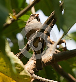 Bird living in Ethiopia