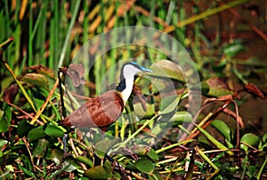 Bird in liwonde park