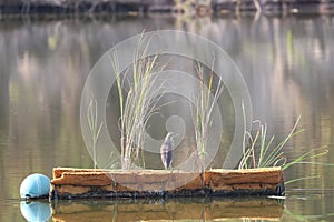 A bird on a log in the middle of a river in a tropical forest in Thailand