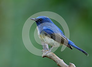 Bird lonely perching on the branch over blur green environment in the nature, Hainan blue flycatcher Cyornis hainanus