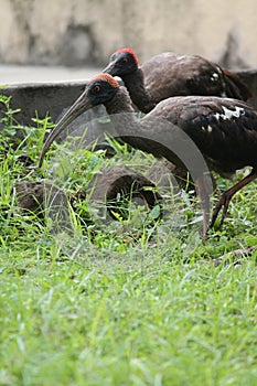 Bird with a long beak