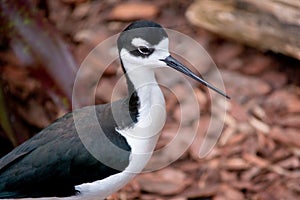 Bird with long beak photo