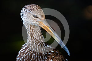 Bird with long beak or bill