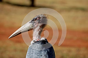 Bird with long beak or bill