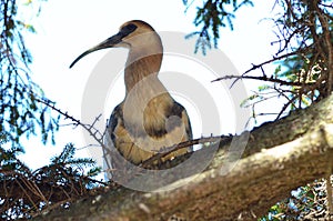 Bird with long beak on a tree photo