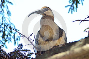 Bird with long beak on a tree photo