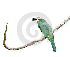 bird with long bills catching bee in her mouth perching on wooden branch while feeding its chick, blue-bearded bee-eater