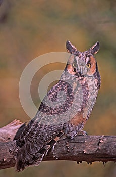 Bird-Long eared owl