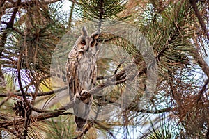 Bird long-eared owl. Asio otus in the wild
