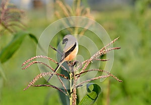 Bird (Long-tailed Shrike) sitting on Maize/Corn Pl