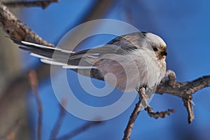 Bird - Long-tailed Tit  Aegithalos caudatus  sits on a branch of a bush and eats beetle larvae on a sunny winter day.