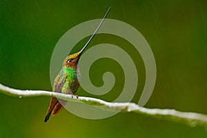 Bird with longest beak. Sword-billed hummingbird, Ensifera ensifera, bird with unbelievable longest bill, nature forest habitat, E photo