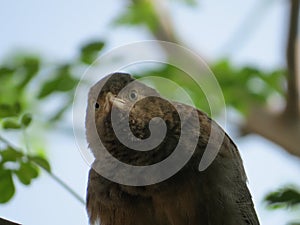 A Bird looking at the camera from a tree