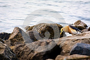 bird looking food between rock