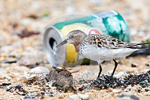 Bird looking food in rubbish