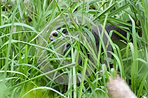 Bird looking at lake for fish