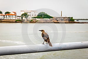 Bird looking over Casco Viejo - Panama City, Panama