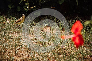 Bird looking at a red butterfly sitti