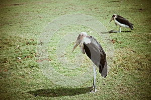 Bird looks so lonely in the field