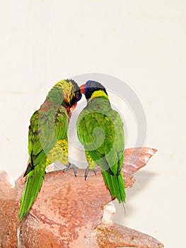 Bird, lorikeet couple