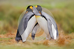 Bird love in nature. King penguin couple cuddling, wild nature. Two penguins making love in the grass. Wildlife scene from nature