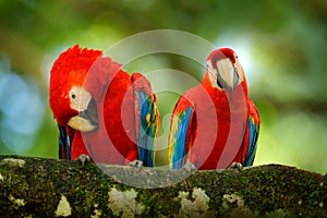 Bird love. Pair of big parrots Scarlet Macaw, Ara macao, in forest habitat. Two red birds sitting on branch, Brazil. Wildlife love