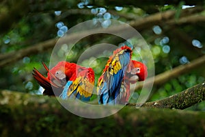 Bird love. Pair of big parrots Scarlet Macaw, Ara macao, in forest habitat. Two red birds sitting on branch, Brazil. Wildlife love