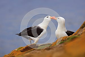 Bird love. Pair of birds Black-browed albratros. Beautiful sea bird sitting on cliff. Albatross with dark blue water in the backgr