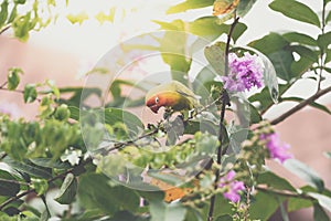 Bird Lovebird on tree in nature wild