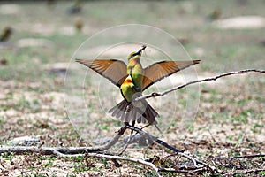 Bird lovers photo