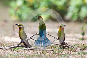 Bird lovers Phetchaburi photo
