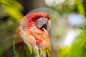 Bird macaw