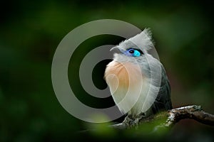 Bird from Madagascar. Crested Couna, Coua cristata, rare grey and blue bird with crest, in nature habitat. Couca sitting on the br