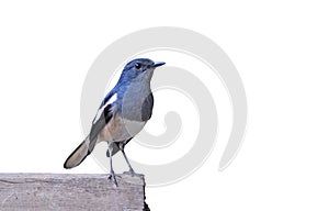 Bird Magpie isolated