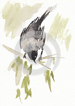 Bird magpie seateng on the branch closeup artwork portrait. China ink and watercolor hand drawn on watercolour paper texture