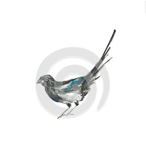 Bird magpie watercolor painting illustration isolated on white background in black, white and blue
